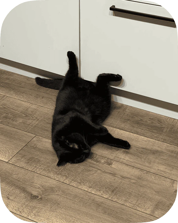 A black cat stretched out on the floor